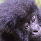  Baby Gorilla (Rwanda)